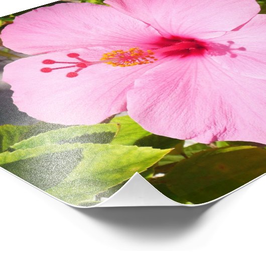 Impression Photo Hibiscus rose Fleur tropicale (Coin)