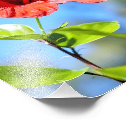 Impression Photo Hibiscus rouge (Coin)
