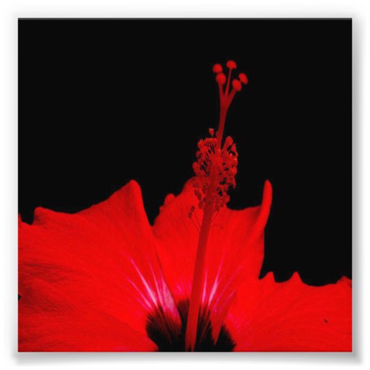 Impression Photo Hibiscus rouge (Devant)