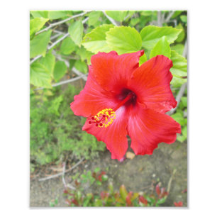 Impression Photo Hibiscus rouge stigmate jaune