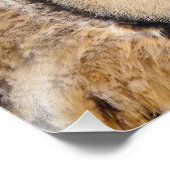 IMPRESSION PHOTO HIBOU (Coin)