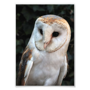 Impression Photo Hibou de grange blanc