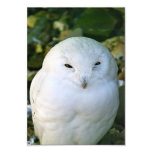 Impression Photo Hibou des neiges