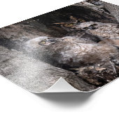 Impression Photo Hibou et owley (Coin)
