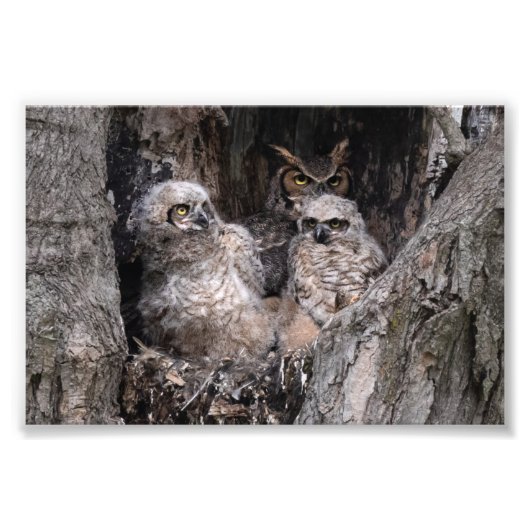 Impression Photo Hibou et owley (Devant)