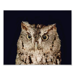 Impression Photo Hibou petit-duc