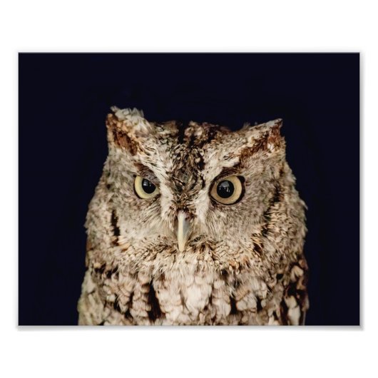 Impression Photo Hibou petit-duc (Devant)