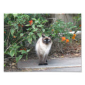 Impression Photo Himalayan Mix cat (Devant)