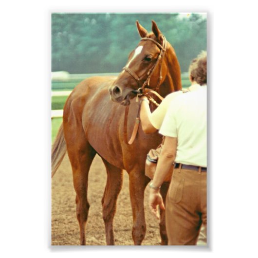 Impression Photo Hippocampe Thoroughbred Affirmé 1978 (Devant)