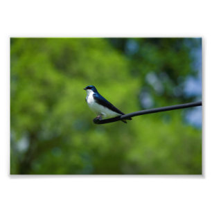Impression Photo Hirondelle d'arbre