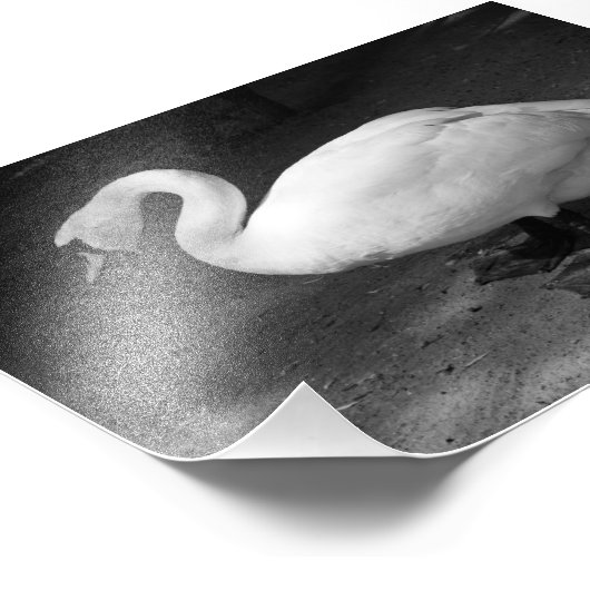 Impression Photo HiSS (Coin)