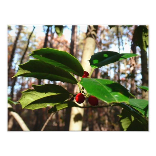Impression Photo Holly Leaves (Devant)