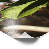 Impression Photo Holly Leaves (Coin)