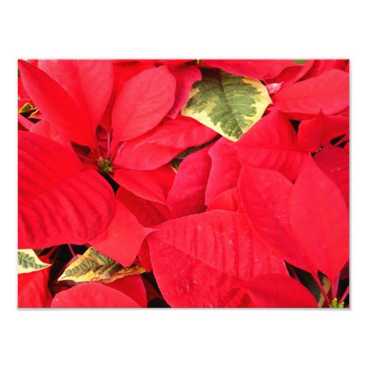 Impression Photo Holly Point Poinsettias vacances Floral (Devant)