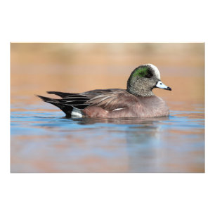 Impression Photo Homme American Wigeon