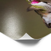 Impression Photo Homme Broad - colibri à queue (Coin)