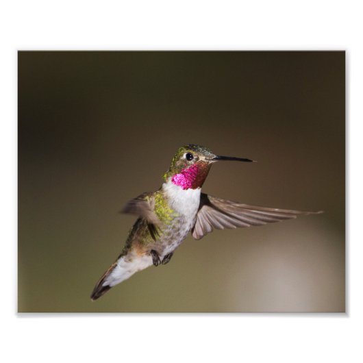 Impression Photo Homme Broad - colibri à queue (Devant)