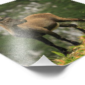 Impression Photo Homme sauvage alpin, capra ibex ou steinbock (Coin)