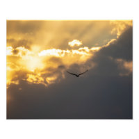 Hors De L'Aigle Soleil Bald