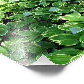 Impression Photo Hosta Bed (Coin)