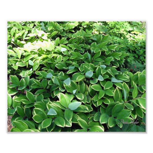 Impression Photo Hosta Bed (Devant)