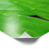 Impression Photo Hosta Feuilles et gouttelettes d'eau (Coin)