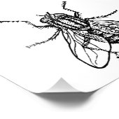 Impression Photo House Fly (Coin)