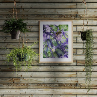 Impression Photo Hoverfly on Purple Eryngium Thistle Flower 