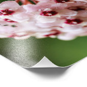 Impression Photo Hoya carnosa (Coin)