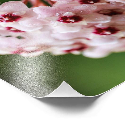 Impression Photo Hoya carnosa (Coin)