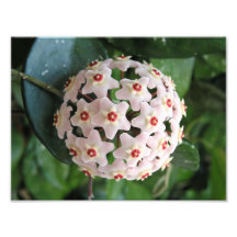 Hoya plante cireuse globe étoiles rouges et blanch