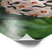 Impression Photo Hoya Wax Plante Globe Red et White Stars Nature (Coin)