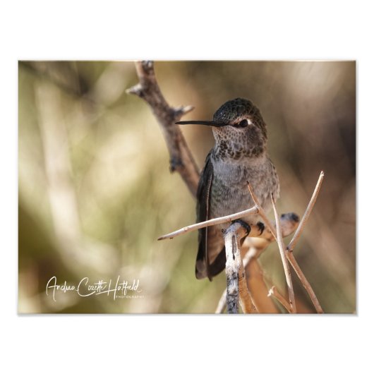 Impression Photo Hummer (Devant)