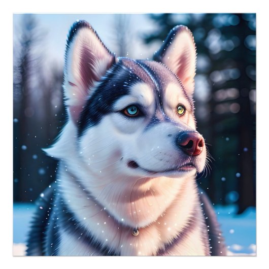 Impression Photo Husky fixe l'hiver (Devant)