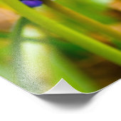 Impression Photo Hyacinthes de raisins, Ohio (Coin)