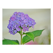 Impression photo Hydrangea (Devant)