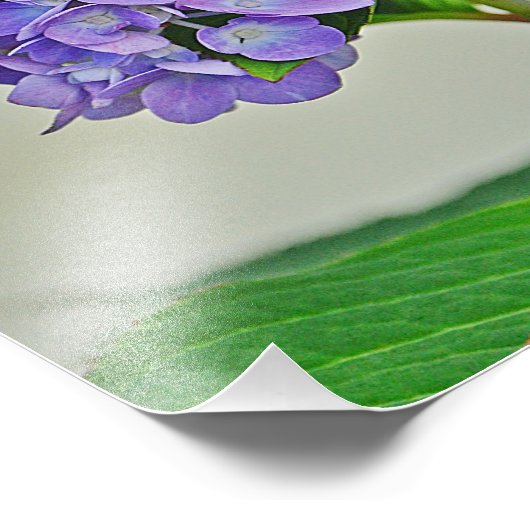 Impression photo Hydrangea (Coin)