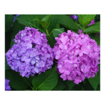 Hydrangea 20"x16"