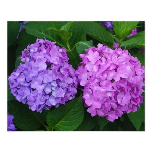 Impression Photo Hydrangea 20"x16" (Devant)