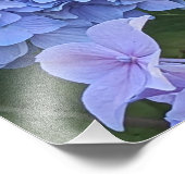 Impression Photo Hydrangea à Tête de Moppe Bleue Fleur (Coin)