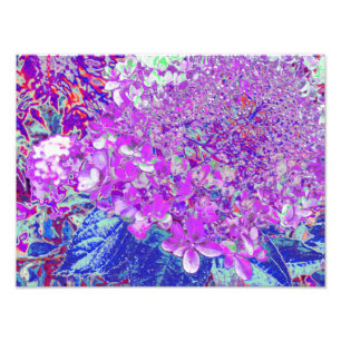 Impression Photo Hydrangea Élégant Violet et Bleu Limelight