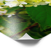 Impression Photo Hydrangea Limelight Vert Chartreuse Élégant (Coin)