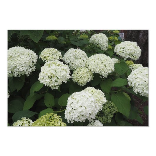 Impression Photo Hydrangea lisse 19"x13" (Devant)