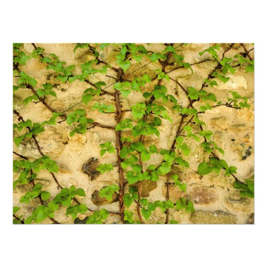 Impression Photo Hydrangea petiolaris (Devant)