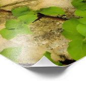 Impression Photo Hydrangea petiolaris (Coin)