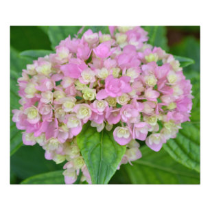 Impression Photo Hydrangea rose et verte