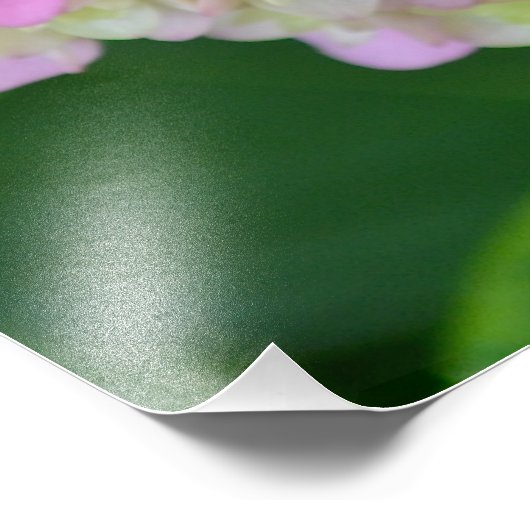 Impression Photo Hydrangea rose et verte (Coin)