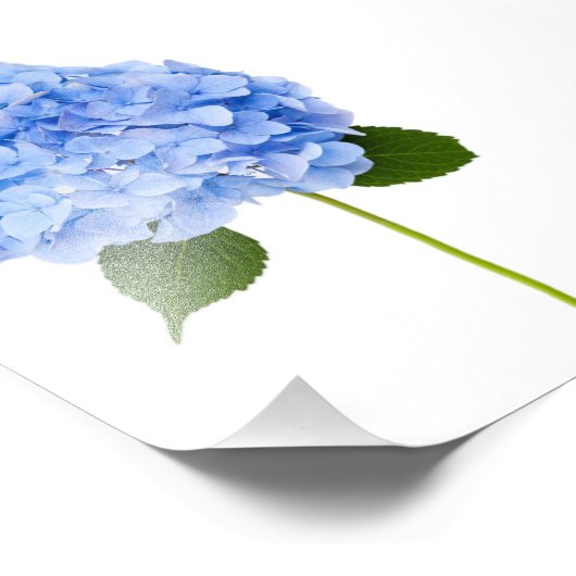 Impression Photo Hydrangée (Coin)