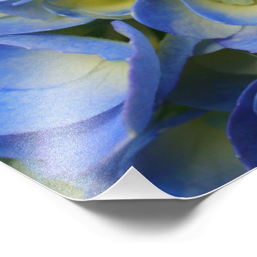 Impression Photo Hydrangée (Coin)