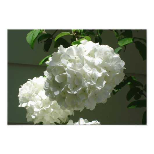 Impression Photo Hydrangées blanches de 19 po x 13 po (Devant)